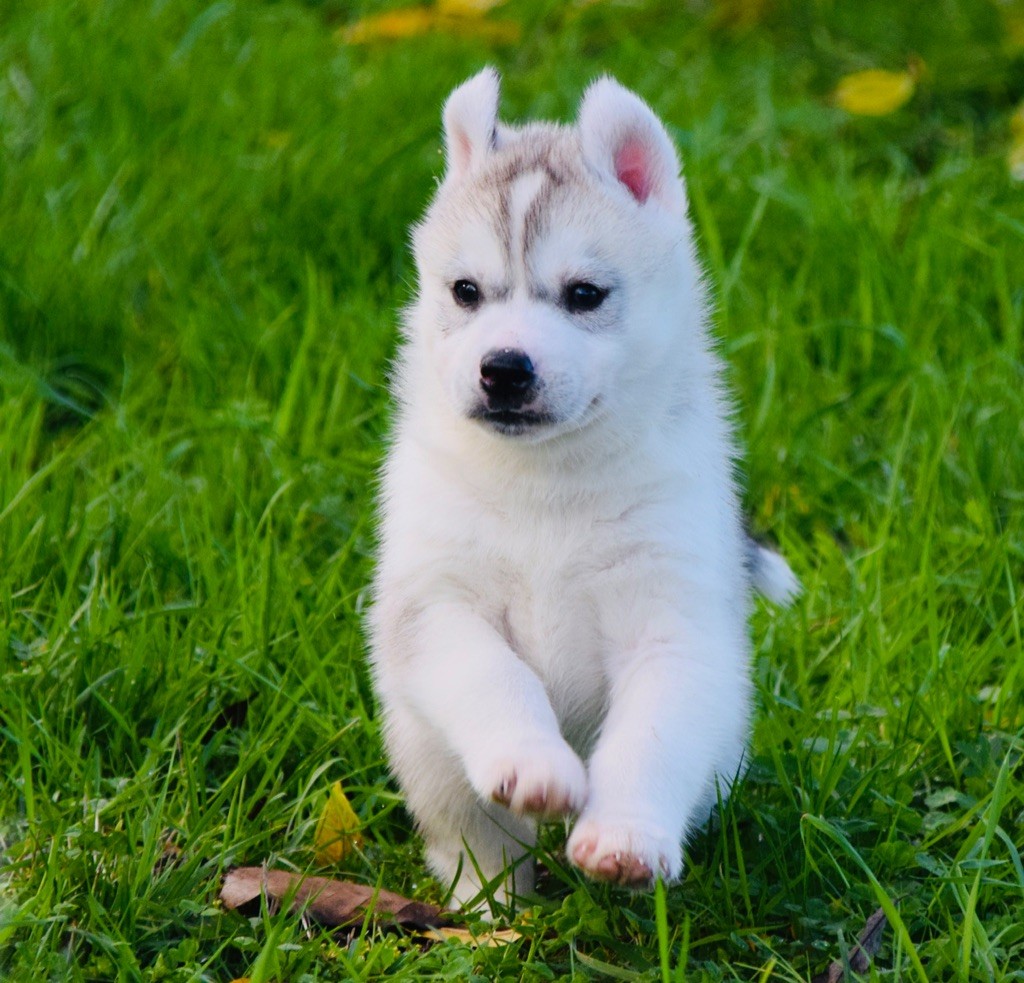 Of Eternal Nordic Stars - Chiots disponibles - Siberian Husky