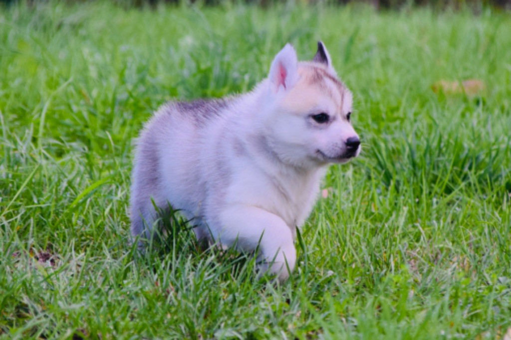 Of Eternal Nordic Stars - Chiots disponibles - Siberian Husky